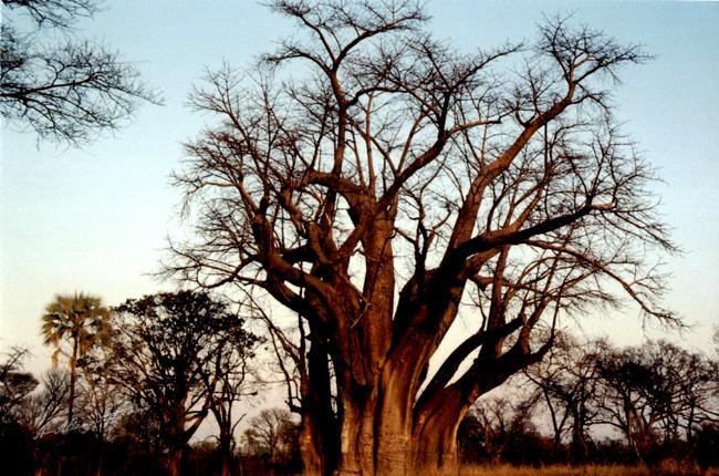 Baobab Tree Baobab Tree